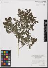 Foto von Salix aurita L.